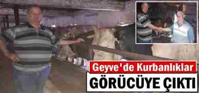 Geyve’de Kurbanlıklar Görücüye Çıktı