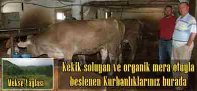 Kurbanlarınız MELEKŞE SOLAK da Hazır….