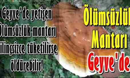 Ölümsüzlük Mantarı Reishi Geyve’de